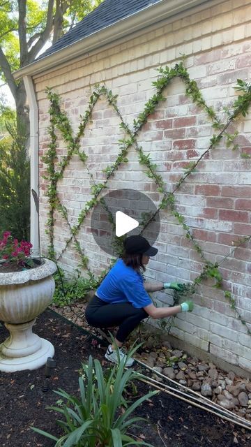 Shannon Searcy on Instagram: "I had to add a new baby Star Jasmine plant to this trellis wall because we lost the center plant in a previous freeze. I get lots of questions about these, so I figured I’d share some tips and tricks.   •It’s all about training if you want a tidy and beautiful trellis of any kind. These can look real messy if you don’t take the time to train them up the trellis.   •Do I trim these vines? NEVER! I’m lazy and I just let them do their thing, then I check on them every couple weeks and re-wrap the vines up the trellis in the direction they are growing.   •What zone am I and which way does my wall face? I only know the zone because I googled it, but I think it’s 9b? 🤷🏻‍♀️ And my 2 trellis walls both face west.   •These guys smell SO good when they bloom and the b Vegetable Garden Trellis Ideas, Star Jasmine Trellis, Trellis Ideas Garden, Star Jasmine Vine, Front Door Landscaping, Small Garden Inspiration, Garden Trellis Designs, Trellis Wall, Beach House Garden