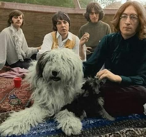 Martha My Dear, Beatles Wallpaper, Beatles Funny, Beatles George, Bug Boy, Good Day Sunshine, Beatles Pictures, John Lennon Paul Mccartney, English Sheepdog