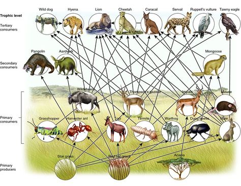 Grassland Animals List, Facts, Adaptations, Pictures Savannah Biome, Rainforest Food Web, Food Webs Projects, Savanna Biome, Grassland Biome, Biomes Project, African Wild Dog, Food Web, Food Chain