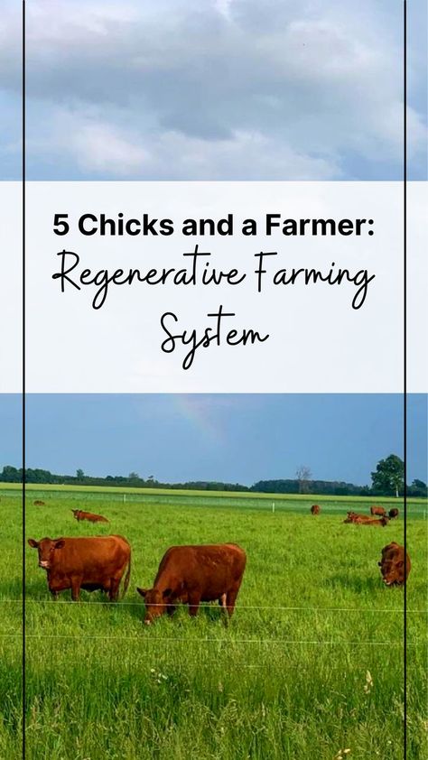 Starting A Farm, Raising Pigs, Regenerative Farming, Farming Techniques, Farming System, Farm Plans, Mini Cows, Homestead Farm, Goats Funny