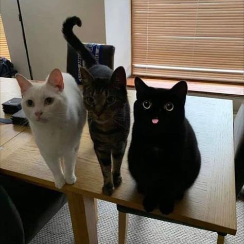 The cat on the end is the epitome of derp. Gatto Carino, What Cat, Two Cats, Three Cats, Cute Black Cats, Cat Stuff, Fete Halloween, Dog Gifs, Animal Planet