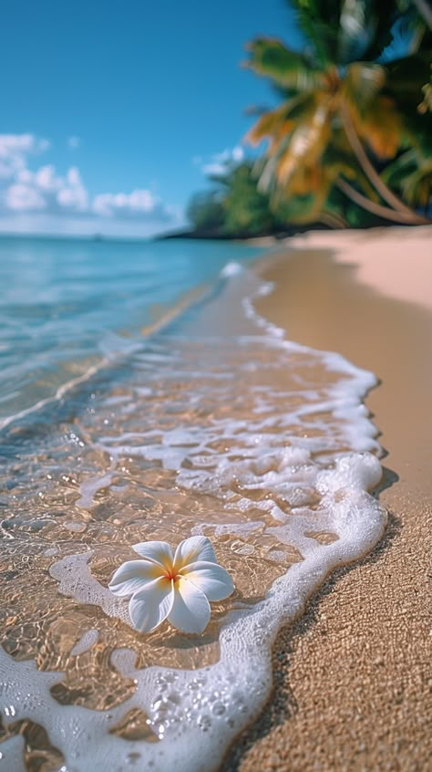 A white frangipani flower lies gracefully, showcasing its delicate beauty. Pretty Flower Aesthetic, Summer Water Aesthetic, Plumeria Wallpaper Aesthetic, Frangipani Flower Aesthetic, Pretty Beach Pictures, Aesthetic Pics Beach, Plumeria Flowers Aesthetic, Frangipani Aesthetic, Plumeria Aesthetic