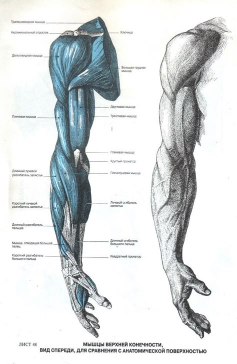 Community wall photos – 9,167 photos Anatomy Arm, Muscles Drawing, Muscular Arm, Muscle Drawing, Arms Drawing, Arm Photo, Anatomy Muscles, Muscle Arm, Muscles Anatomy