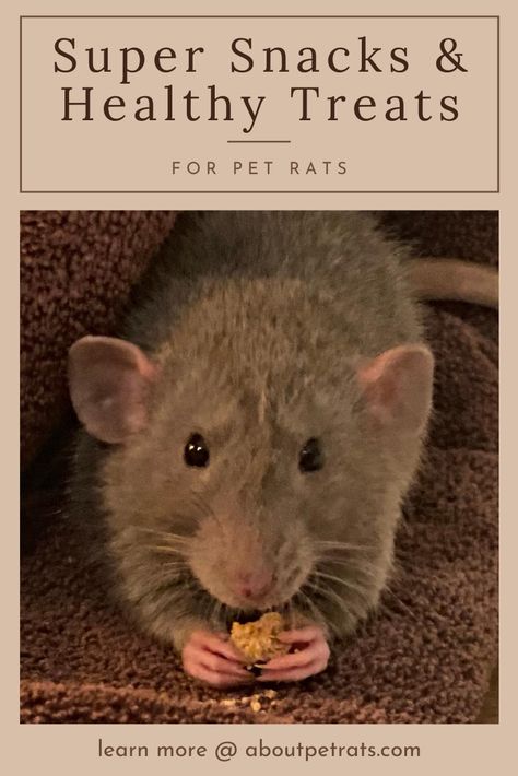 Since rats gain weight easily—AND we want to feed them the healthiest foods possible—it’s important to choose pet rat treats wisely. Rat Snacks Diy, Pet Rat Treats, Rat Treats Diy, Rat Treats Recipes, Rat Habitat Diy, Diy Rat Toys Homemade, Homemade Rat Cage Ideas, Rat Snacks, Homemade Rat Food