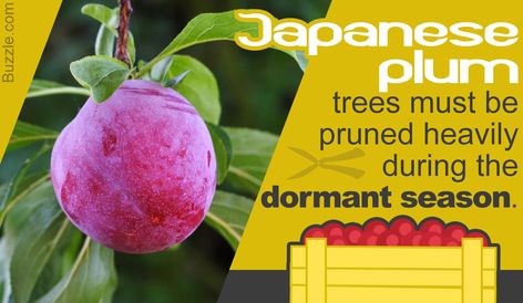 Tips on Planting, Pruning, and Taking Care of Japanese Plum Trees Plum Tree Care, Plum Tree Companion Plants, Growing A Plum Tree From Seed, Japanese Plum Yew, Crab Cactus, Japanese Plum Tree, Plum Gorgeous Plant, Plum Varieties, Cactus Leaves