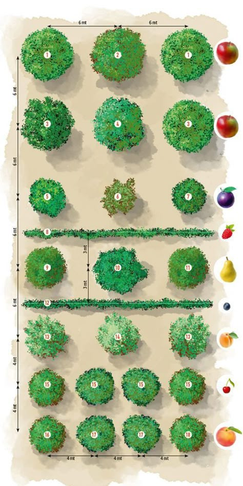 Fruit Garden Layout, Garden Ides, Fruit Tree Garden, Orchard Design, Food Forest Garden, Orchard Garden, Vegetable Garden Planning, Homesteading Ideas, Tree Garden