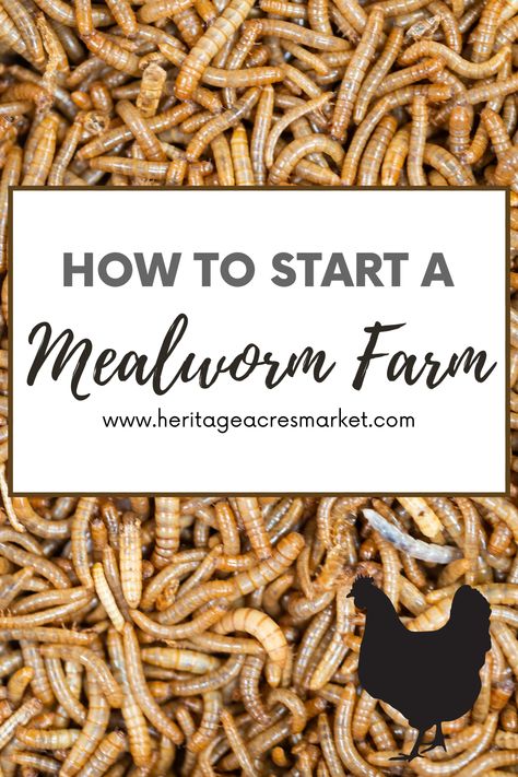 Mealworms Farm Diy, Food Scraps For Chickens, How To Raise Chicks, How To Raise Mealworms For Chickens, Growing Mealworms For Chickens, How To Grow Meal Worms For Chickens, Diy Mealworm Farm, How To Raise Mealworms, Raising Mealworms For Chickens