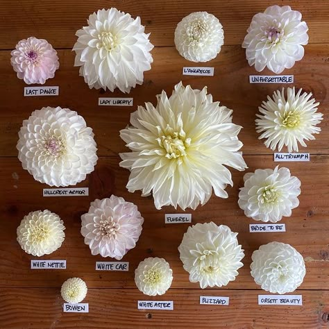 Front Walkway Garden, White Dahlia Bouquet, Dahlia Growing, Dalia Flower, Dahlia Flower Garden, Dahlia Wedding Bouquets, Dahlias Wedding, Dahlia Bouquet, Vegetable Garden Tips