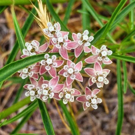 Narrow leaf milkweed Whorled Milkweed, Clackamas Oregon, Milkweed Flower, Butterfly Garden, Four Leaf, Native Plants, Pacific Northwest, Oregon, Seeds