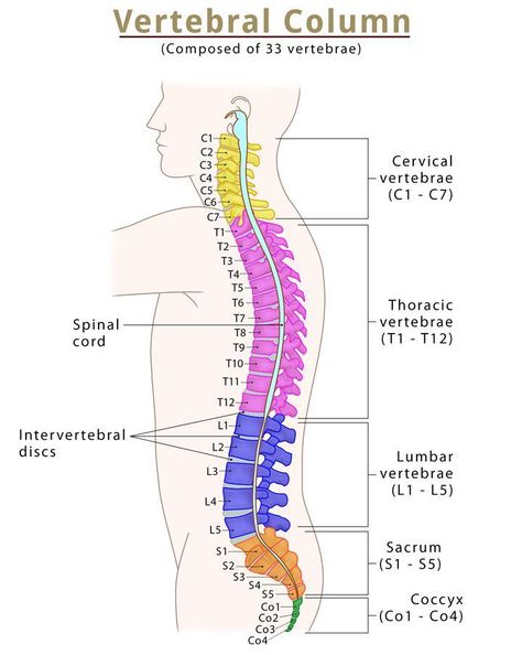 Spine (Vertebral Column) – Bones, Anatomy, & Labeled Diagram Vertebral Column Anatomy, Lumbar Muscles, Anatomy Labeled, Anatomy Structure, Human Skull Anatomy, Spine Bone, Thoracic Cage, Axial Skeleton, Emt Study