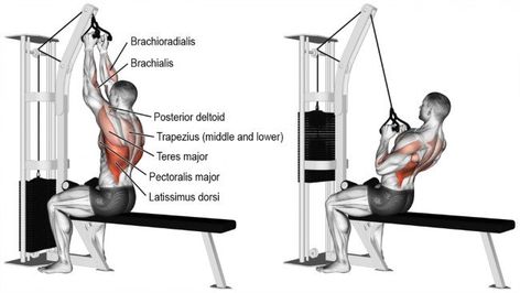 Back And Biceps: The Best Workout Combination - GymGuider.com Back Workout Program, Cable Exercises, Back Workout Bodybuilding, Workout Back, Good Back Workouts, Cable Workout, Back Exercise, Back Workouts, Lat Pulldown