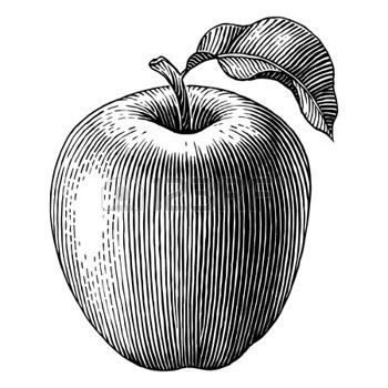 Engraved illustration of an apple Vector photo Apple Vector, Fruits Drawing, Engraving Illustration, Photo Engraving, Clip Art Vintage, Ink Illustrations, Pen Art, Sleeve Tattoo, Pen Drawing