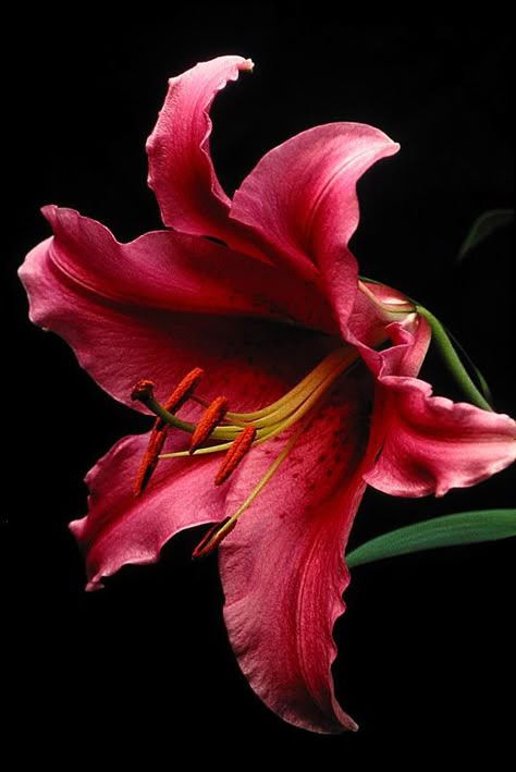 Cheap Perfume, Stargazer Lily, Lily Plants, Arte Floral, Exotic Flowers, Lily Flower, Flower Beauty, Beautiful Blooms, Flower Pictures