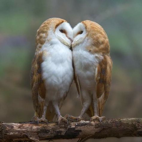 Animal Couples, Beautiful Owls, Barn Owls, Beautiful Owl, Owl Lovers, Barn Owl, Cute Owl, Cute Birds, Birds Of Prey