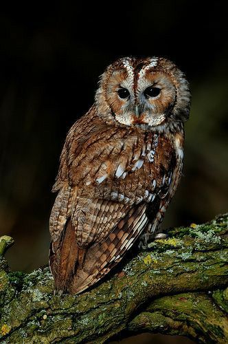 Brown Owl Aesthetic, Owl Aesthetic Cute, Tawny Owl Aesthetic, Owl Asthetic, Owls Aesthetic, Aesthetic Owl, Owl Man, Owl Aesthetic, Bird Aesthetic