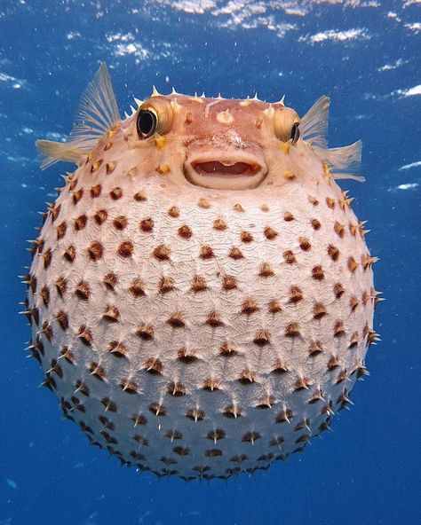 Underwater Animals, Puffer Fish, Beautiful Sea Creatures, Water Animals, Underwater Creatures, Underwater Photos, Aquatic Animals, Whale Shark, Fishing Humor