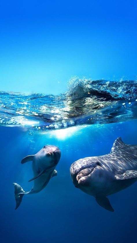 Beautiful Sea Creatures, Water Animals, Sweet Boy, Ocean Wallpaper, Marine Animals, Ocean Creatures, Underwater Photography, Ocean Animals, Sea World