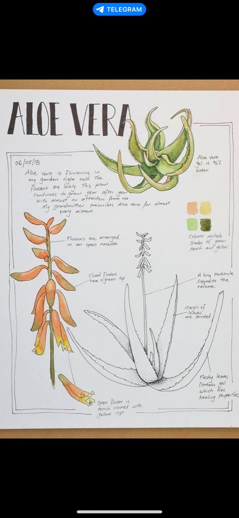 Plant Sketches, Botanical Sketchbook, Field Journal, Plant Study, Scientific Journal, Plant Journal, Sketch Books, Plant Life Cycle, Aloe Vera Plant