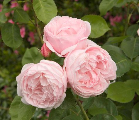 5 Top Flowering Plants for Mother's Day At Last Rose, David Austin Roses Garden, English Tea Roses, Rose Shrub, Heritage Rose, Fragrant Roses, Fragrant Garden, Rose Varieties, Roses Garden