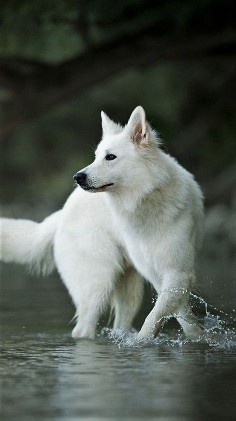 White Gsd, Swiss Shepherd, White Husky, White Swiss Shepherd, White Shepherd, White German Shepherd, Doberman Puppy, Akita Dog, White Dog