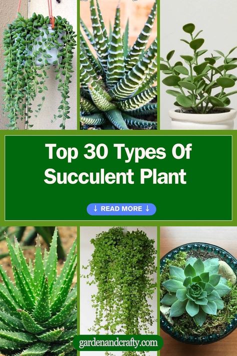 Top 30 Types Of Succulent Plant With Pictures And Names Different Plant Types, Names Of Succulent Plants, Succulent And Flower Garden, Succulent Types Chart, Indoor Plant Names, Succulents Names And Pictures, Full Sun Succulents Garden Ideas, Succulent House Plants, Succulent Identification Chart