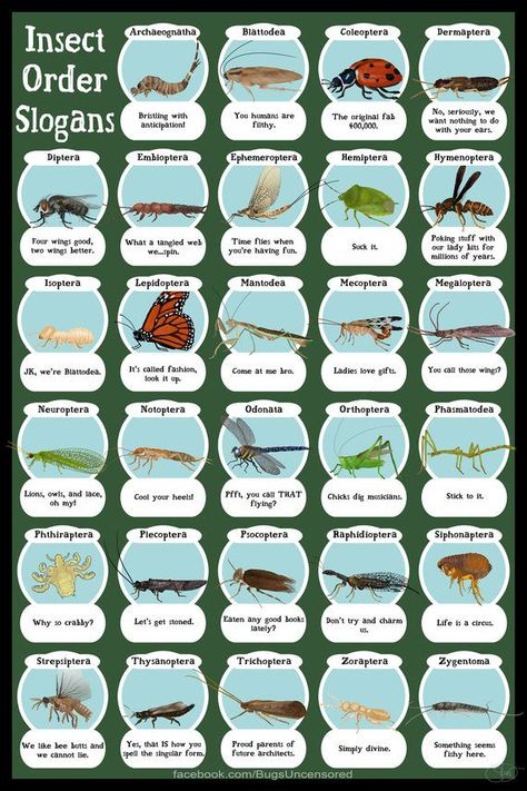 Bug Sketches, Prepper Ideas Diy, List Of Insects, Environmental Science Projects, Bug Identification, Insect Identification, Insects Art, Leaf Identification, Animal Infographic