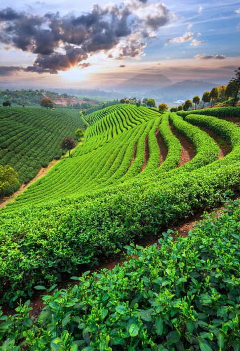 Tea Fields Photography, Agriculture Photography, Hydroponic Grow Systems, Tea Farm, Tea Plant, Tea Culture, Natural Wine, Tea Garden, Natural Scenery