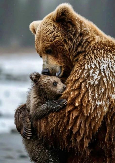 Cozy Critters, Mother And Baby Animals, Wildlife Wallpaper, Animal Hugs, Mother Bears, Brown Bears, Bear Family, Bear Photos, Bear Pictures