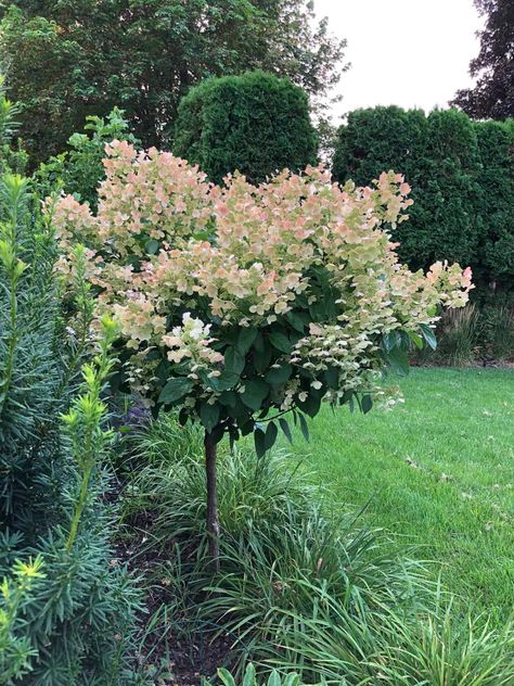 Symmetrical House Landscaping, When To Trim Hydrangeas, Tree Hydrangea, Hydrangea Trees, Birch Garden, Quick Fire Hydrangea, White Flowering Trees, Hydrangea Tree, Types Of Hydrangeas