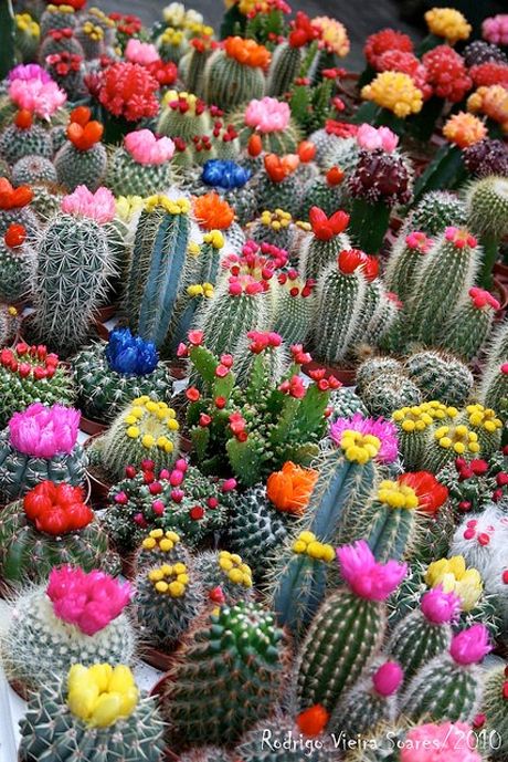 great reference for painting blooming cacti on rocks Coachella Performance, Kaktus Dan Sukulen, نباتات منزلية, Blooming Cactus, Queen Bey, Cactus Flowers, Cactus Y Suculentas, Cactus Garden, Cactus Flower