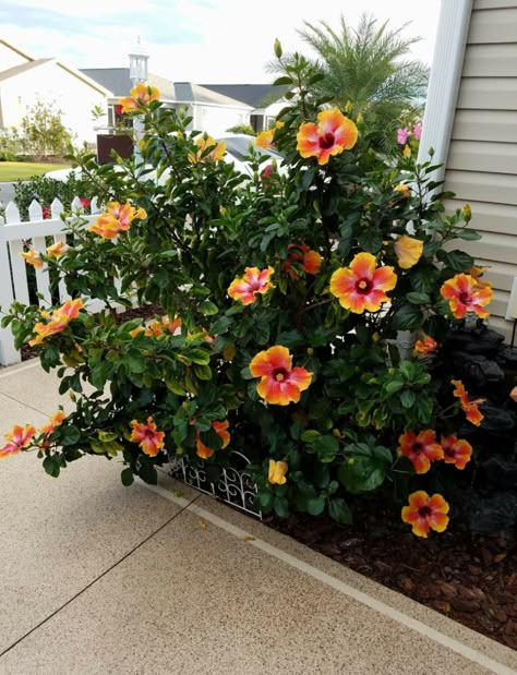 Hibiscus Bush, Growing Hibiscus, Hibiscus Garden, Tropical Landscape Design, Hardy Hibiscus, Florida Landscape, Florida Landscaping, Tropical Backyard, Hibiscus Plant