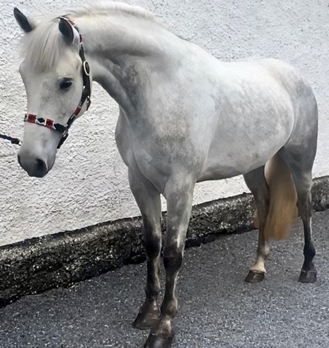 Horse Quest UK - Connemara Ponies: Adults Highland Pony, Connemara Pony, Ponies For Sale, Pony Games, Pony Breeds, Welsh Pony, Riding School, Eventing Horses, Shetland Pony