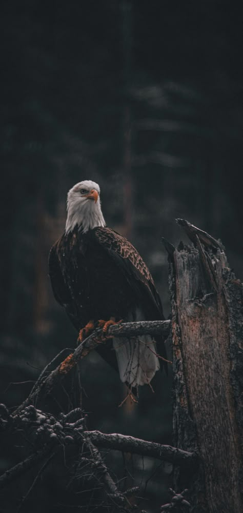 Egale Aesthetic, Eagle Black Wallpaper, Eagle Astethic, Egale Dark Wallpaper, Bald Eagle Aesthetic, Eagle Aesthetic Wallpaper, Flying Eagle Wallpaper, Black Eagle Wallpaper, Eagles Aesthetic