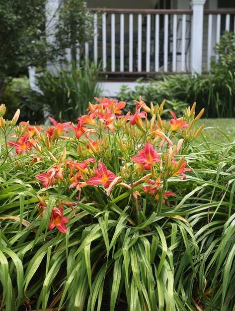 Landscaping With Daylilies, Longfield Gardens, Rain Lily, Perennial Border, Day Lilies, Backyard Diy Projects, Rain Garden, Easy Plants, Daylilies