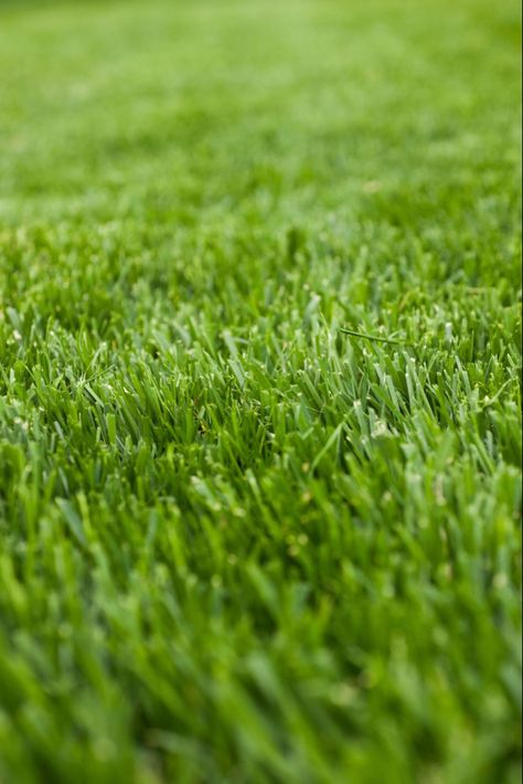 Shade Tolerant Grass, Fescue Lawn, Best Grass Seed, Trailing Petunias, Landscape Bricks, Grass Types, Landscaping Grasses, Fescue Grass, Mosquito Plants