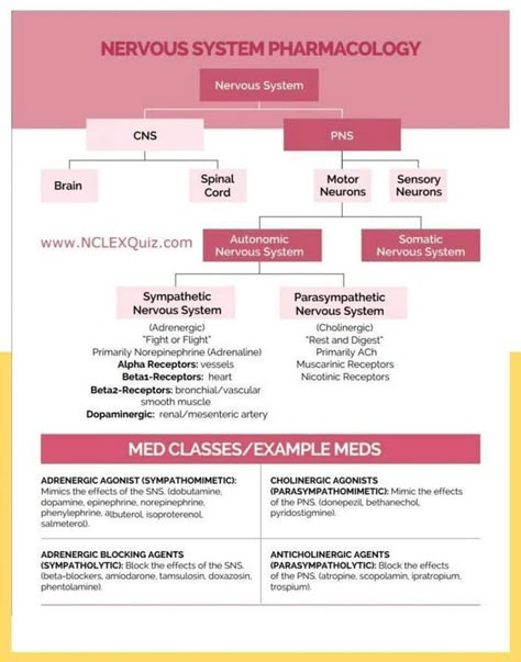 Epinephrine Pharmacology, Cholinergic Agonists, Autonomic Nervous System Pharmacology, Nursing School Must Haves, Advanced Pharmacology, Respiratory Therapist Student, Pharmacology Nursing Study, Anesthesia School, School Knowledge