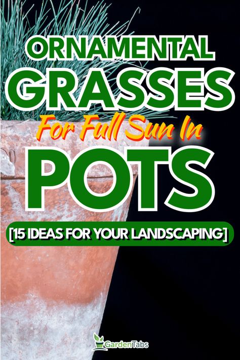 Ornamental Grasses For Full Sun In Pots [15 Ideas For Your Landscaping] Short Ornamental Grasses Full Sun, Potted Ornamental Grasses, Hardy Outdoor Potted Plants, Fountain Grass In Pots, Container Plants For Full Sun And Heat, Ornamental Grasses In Pots, Ornamental Grasses Full Sun, Perrenial Grasses, Grasses In Pots