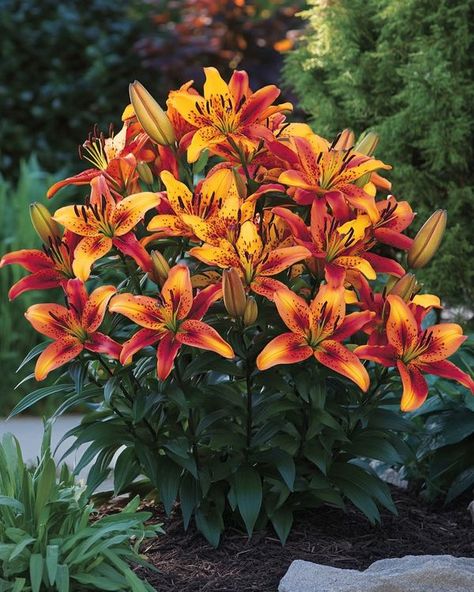 Flowers and Nature of Great Delight & Beauty Day Lilies, Brighten Your Day, Beautiful Photo, All Pictures, Beautiful Flowers, Wedding Flowers, Lily, Flowers, Beauty