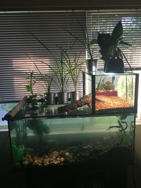 55 gallon tank with 10 gallon basking area for my African Sideneck Turtle 60 Gallon Turtle Tank Ideas, Turtle Tanks Ideas Diy, African Sideneck Turtle Habitat, Cute Turtle Tank Ideas, Turtle Aquarium Design, Diy Turtle Tank Ideas, Red Ear Turtle Tank Ideas, Turtle And Fish Tank Aquarium, Turtle Basking Area Ideas