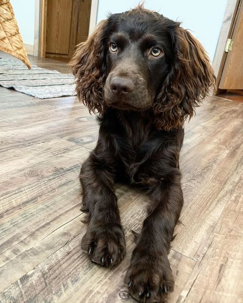 boone on Instagram: “my favorite day of the week 💙 #boykinspaniel #boykinsofinstagram #puppiesofinstagram #dogsofinstagram #littlebrowndog #lbd #boykin…” Boykin Spaniel Puppies, German Spaniel, Working Spaniel, Boykin Spaniel, Very Cute Puppies, Dream Dog, Spaniel Puppies, Retriever Dog, Day Of The Week