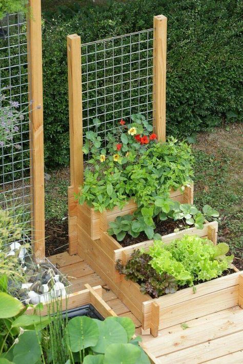 Small Garden Planting Ideas, Small Kitchen Garden, Cheap Gardening, Gardening Party, Urban Rooftop, Vegetable Garden Beds, Raised Vegetable Gardens, Garden Boxes Raised, Landscape Gardening