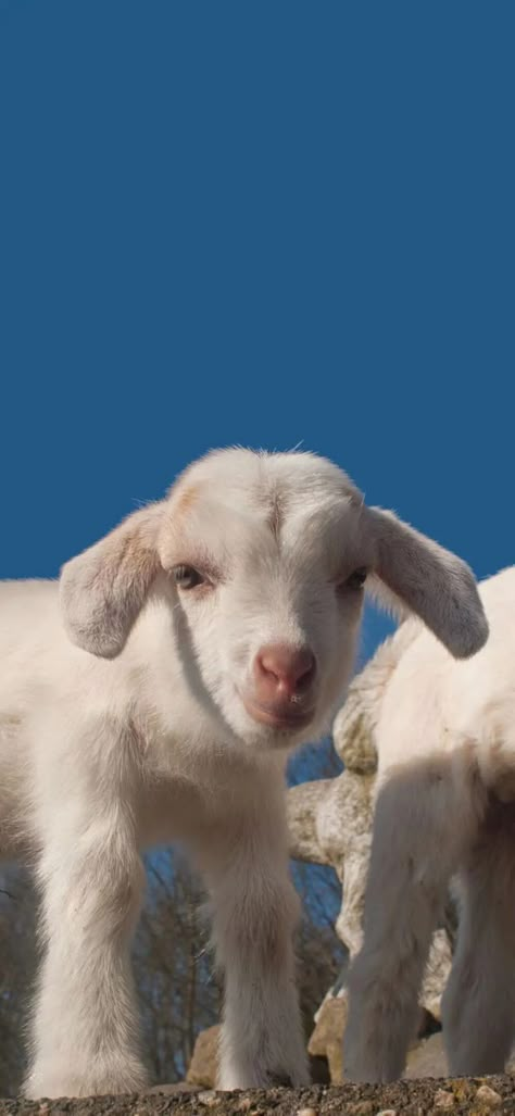 G.o.a.t Wallpaper, Bakra Eid, Cute Goats, Farm Baby, Animated Wallpapers For Mobile, Cute Images With Quotes, Cute Sheep, Baby Goats, Pretty Animals