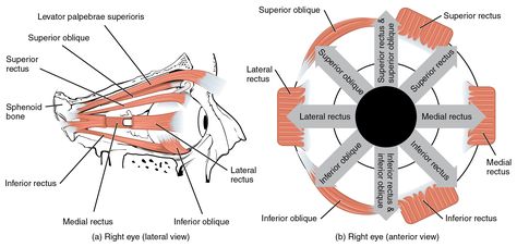 Allows movement of eye in all directions and innervated by cranial nerves II, IV, and VI Muscles Of The Head, Strabismus Surgery, Back Anatomy, Glossopharyngeal Nerve, Neurological Assessment, Muscle Diagram, Head Muscles, Muscles Of The Face, Eye Anatomy