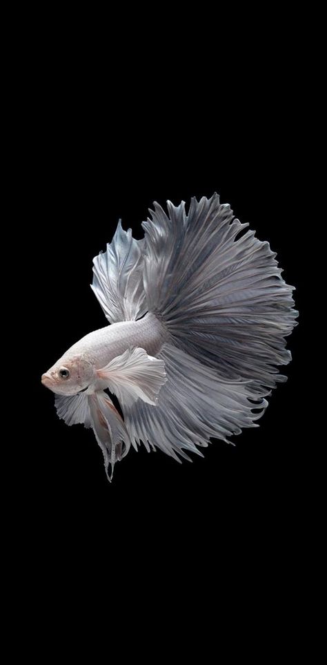 Fighter fish 3 wallpaper by AliRohani - 58 - Free on ZEDGE™ Fish References, Anjing Pug, Goldfish Art, Betta Fish Types, Cr7 Wallpapers, Pretty Fish, Quick Chicken Recipes, Beta Fish, Beautiful Sea Creatures