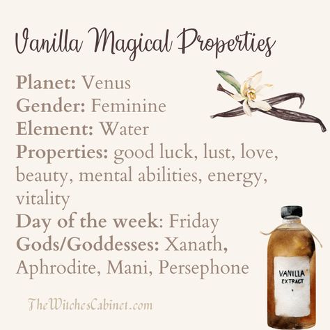 Learn all about vanilla magical properties and how to use this ingredient in your kitchen witchery and rituals. Magical Ingredients, Vanilla Witchcraft, Kitchen Magick, Kitchen Witch Ingredients, Vanilla Uses Witchcraft, Sugar Magical Properties, Apple Magical Properties, Vanilla Meaning Witchcraft, Magical Properties Of Oranges