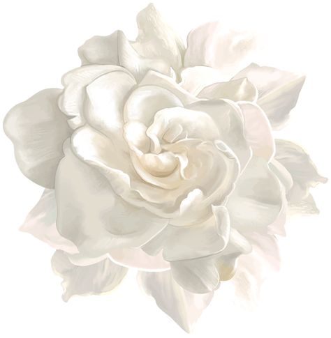 Insta Story Wallpaper, White Rose Png, White Flower Png, Flower Png Transparent, Rose Flower Png, Happy Birthday Png, Wedding Drawing, Rosé Png, White Rose Flower