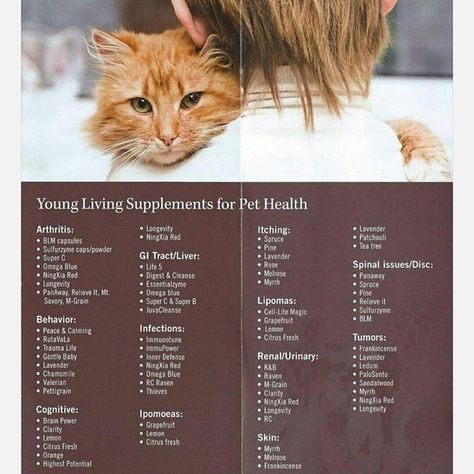 younglivingoils_pets's photo on Instagram Young Living Pets, Essential Oils For Cats, Essential Oils Cats, Essential Oils For Pets, Essential Oils For Dogs, Living Oils Recipes, Essential Oils Dogs, Natural Pet Care, Yl Oils