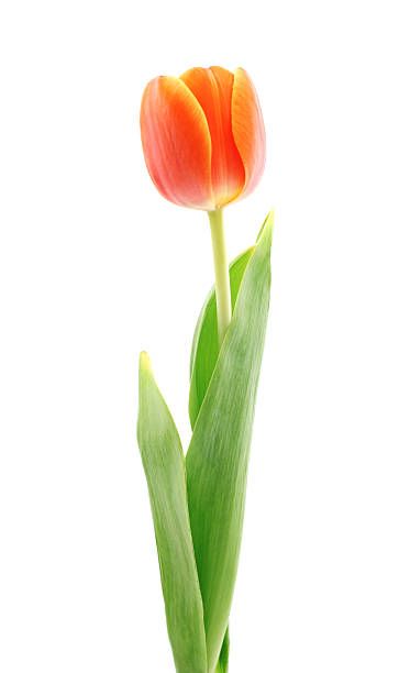 Flower Costume, Red Tulips, Tulips Flowers, Spring Flower, Orange Flowers, Color Tattoo, Fabric Art, Watercolor Flowers, Spring Flowers