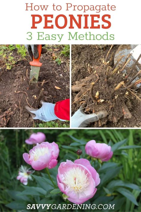 Learn here how to propagate peonies. With these 3 easy methods of growing peonies, you can expand your flower garden bed on a budget. Learn the best three methods for propagating peonies; how to divide mature plants, how to take root cuttings, and how to grow these flowers from seed. Get peony flower tips here. Propagating Peonies, Propagate Peonies, Flower Garden Bed, Companion Flowers, Harvest Lavender, Budget Garden Ideas, Growing Hacks, Flowers From Seed, Grow Orchids