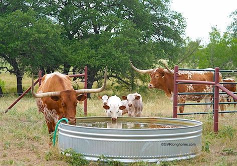 Texas longhorn cow at GVR longhorns in Texas, Texas longhorn calves, galvanized water tank, stock tank, cattle trough, gvrlonghorns Cattle Water Trough, Cow Photoshoot, Galvanized Water Tank, Cattle Trough, Farm Layout Ideas, Cattle Photography, Texas Longhorn Cow, Texas Longhorn Cattle, Funny Cows